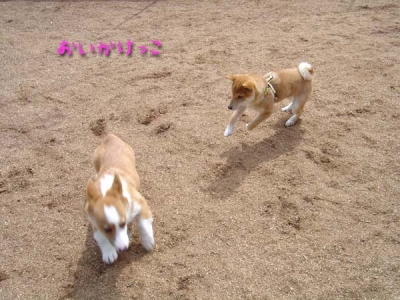 アルくんと追いかけっこ。