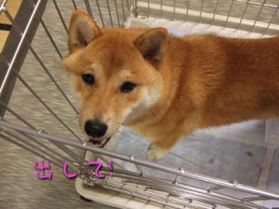 出ないってこと?