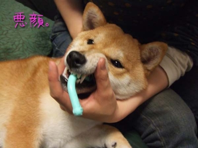 凶悪顔マメ。