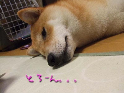 うとうとマメ。