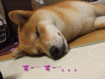 寝入りマメ。