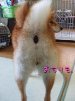 プリケツ。