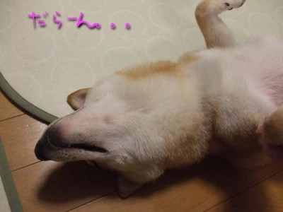だらけマメ。