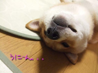 たれマメ。