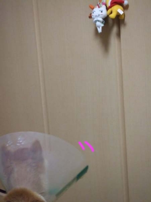 どうしよう。