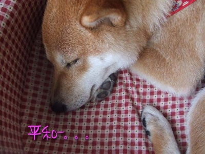 昼寝中でございます。