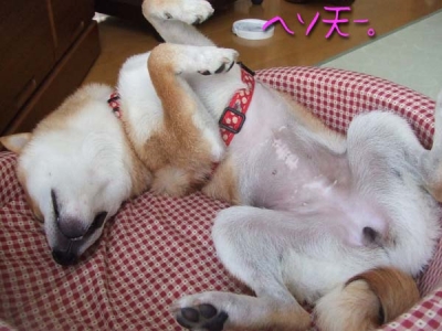 術後初ヘソ天。