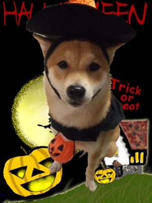 ハロウィンマメ。