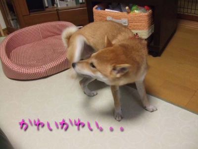 ÌÓ¤¬Èô¤Ö¡£