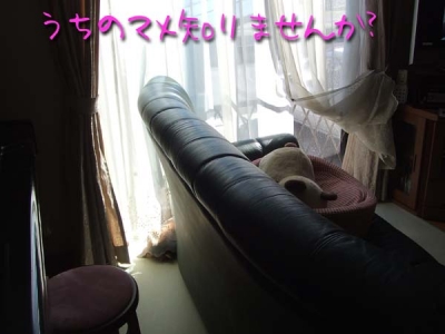 マメを探せ!