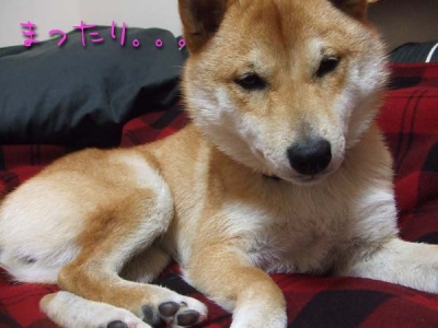 くつろいでますが。