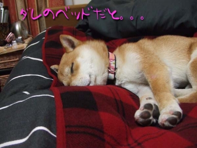 寝やがった。