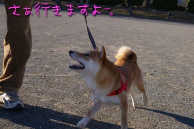 フリスビーやります。