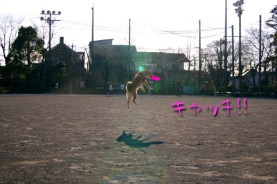 フリスビー取ります。