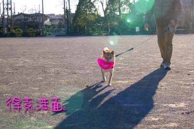フリスビー持ってきます。