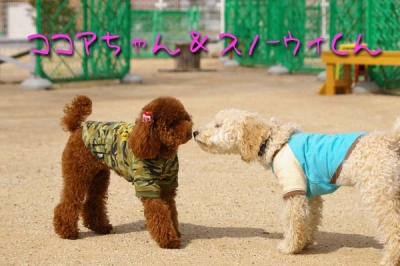 ココアちゃんとスノーウィくん。