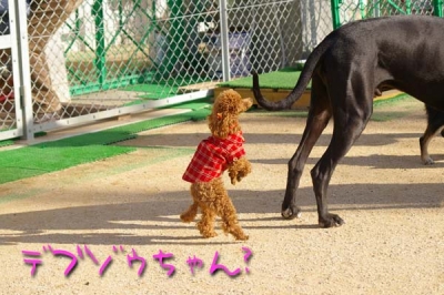 デブゾウちゃん(?)とキング(お尻)。