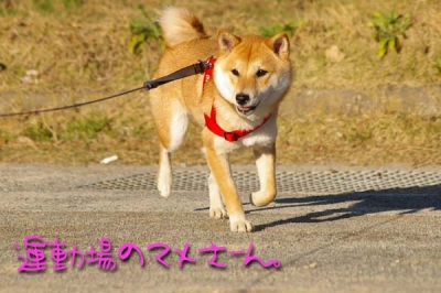 フリスビーに飽きたマメ。