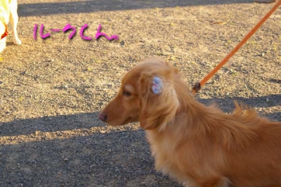 ピンボケルーク。