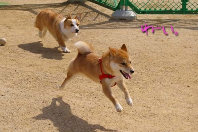 追いかけっこー。