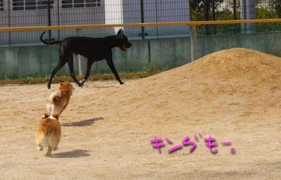 キングに向かってまっしぐら?