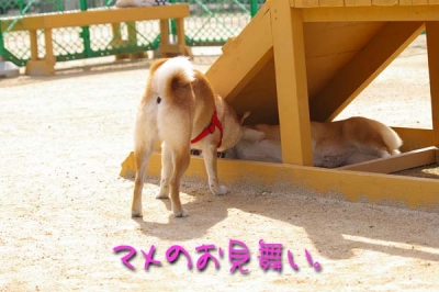 お見舞い。