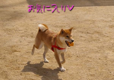 それは優作さんのおもちゃ。。。