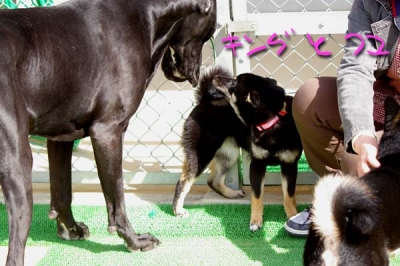 画面が黒くなっております。