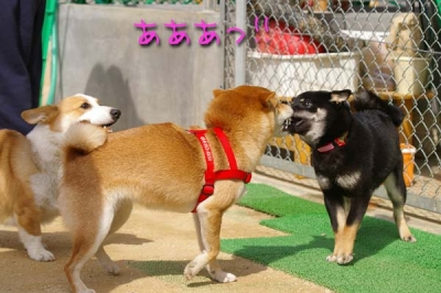 歯をむいてあいさつ。