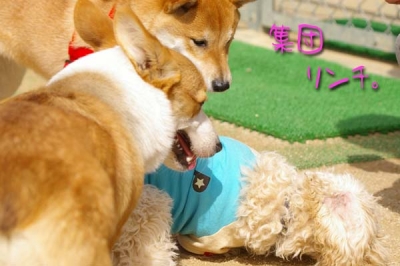 柴&コーギー VS トイプ。
