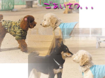 ごあいさつ。。。