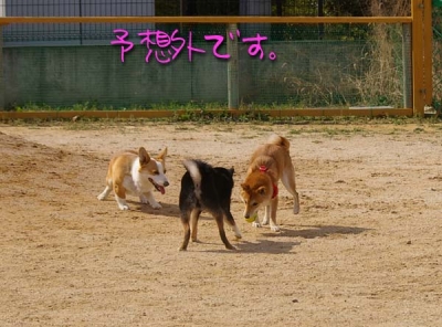 予想外犬。