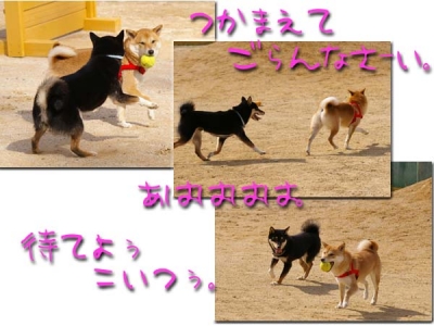 優作さんとマメ。。。