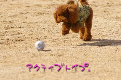 アクティブ ココアちゃん。