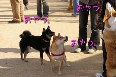 おやつに群がるワンコ。
