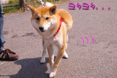 車酔いマメ。