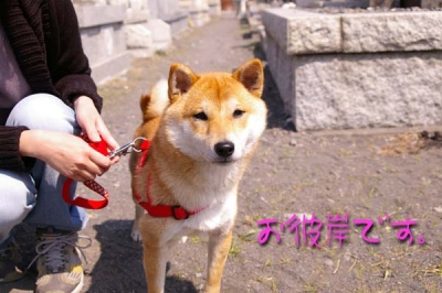 お墓参りマメ。