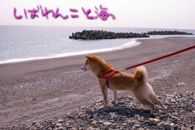 海マメ。