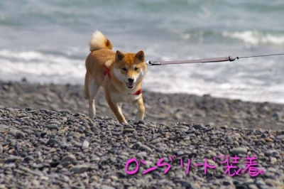 マメ走ります。