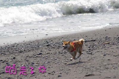 だからリード持ってる人間は。