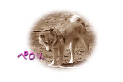 帰りたくないマメなのでしたー。