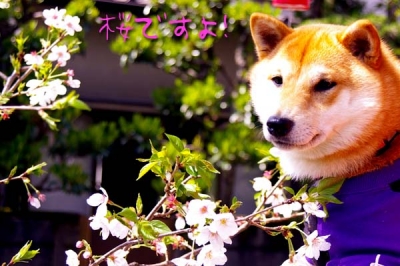 桜とマメ。その1