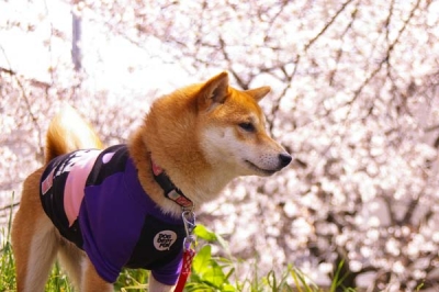 桜とマメ。その2