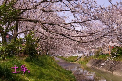 桜。