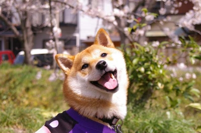 桜とマメ。その4