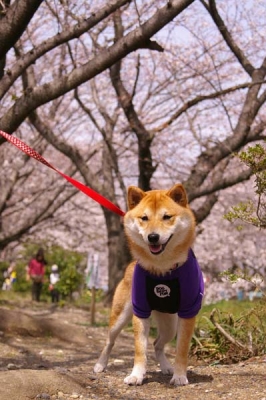 サクラとマメ。その5
