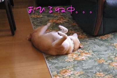 ヘソ天。