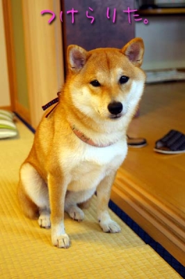 付けさせた。