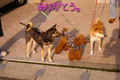 海くん、パールちゃん、マメ。