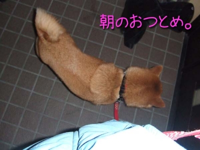 散歩準備完了。